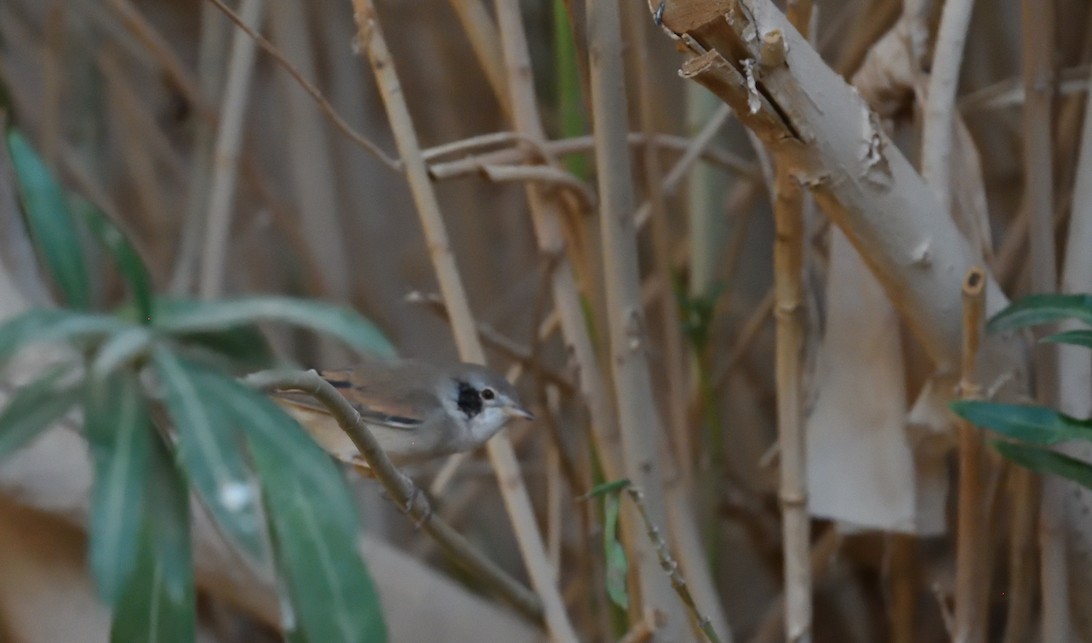 Sterpazzola - ML644203099