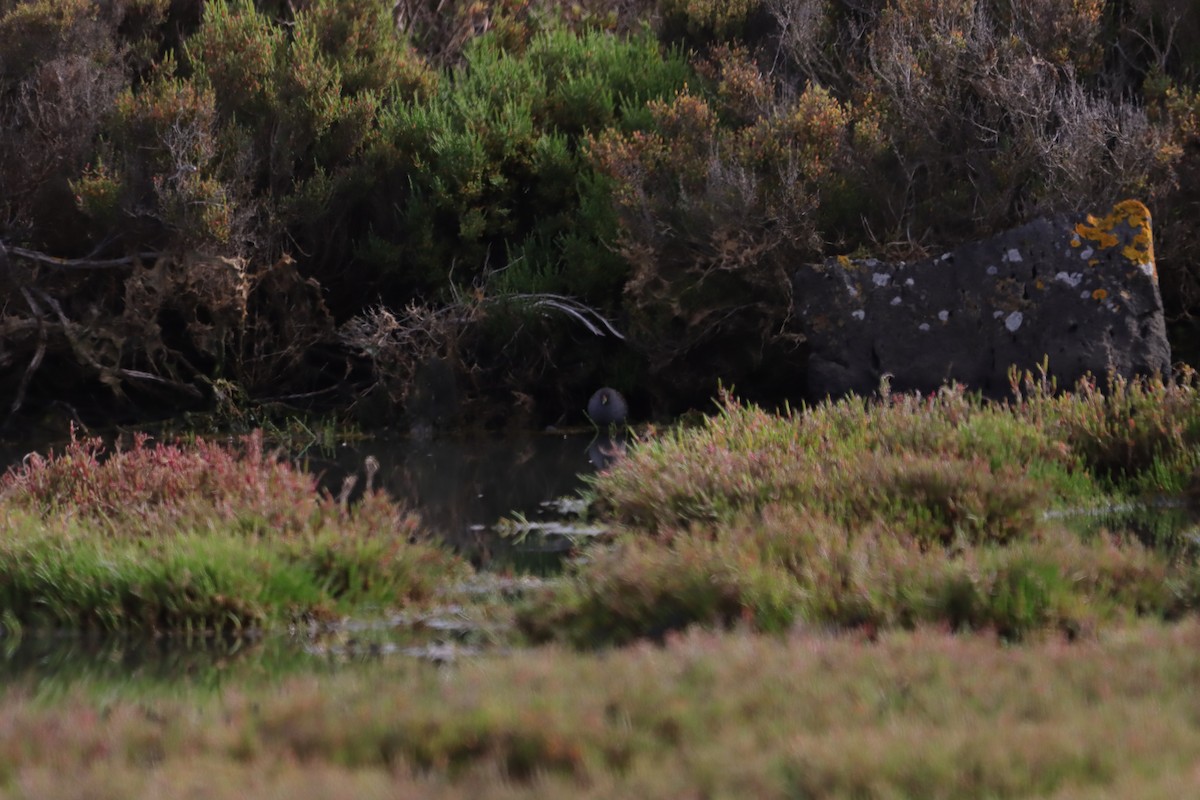 ミナミヒメクイナ - ML644203100