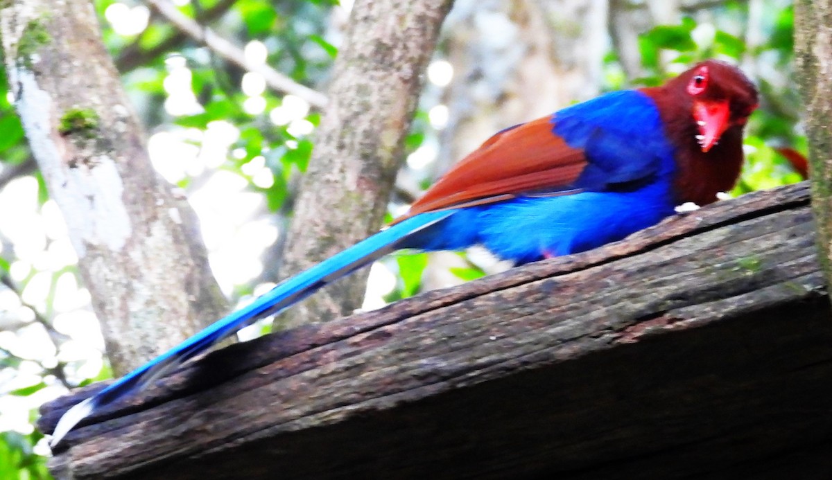 セイロンサンジャク - ML644203107