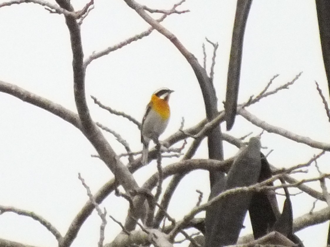 Western Spindalis - ML644203114