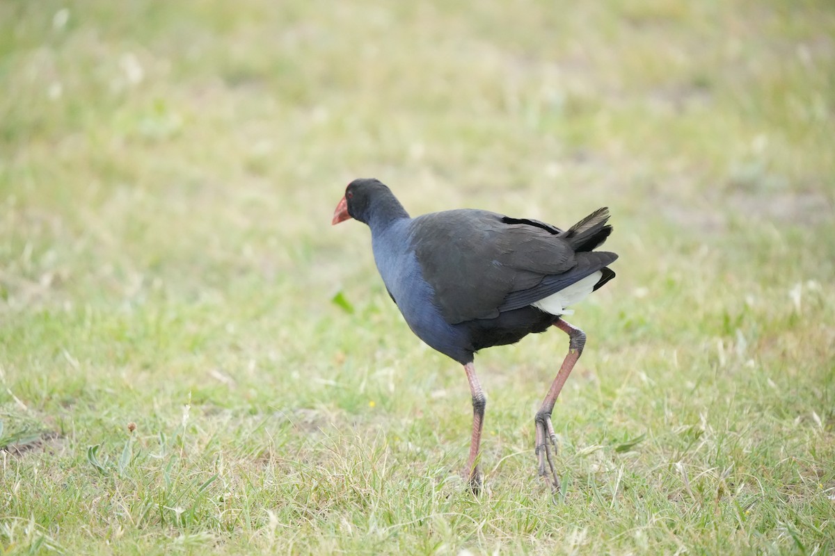 Australasian Swamphen - ML644203116