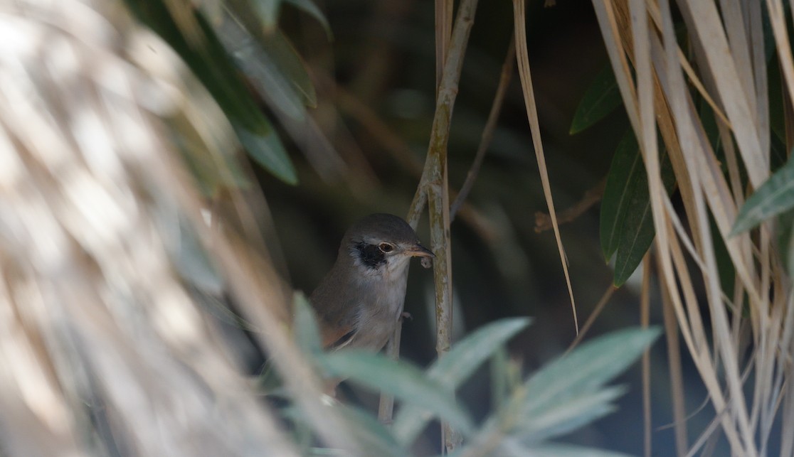 Sterpazzola - ML644203118