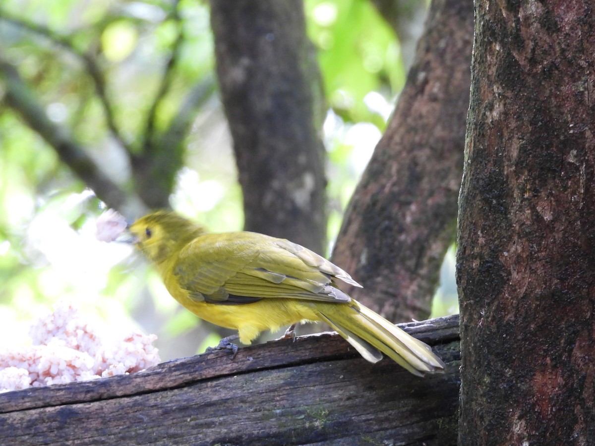 Yellow-browed Bulbul - ML644203120
