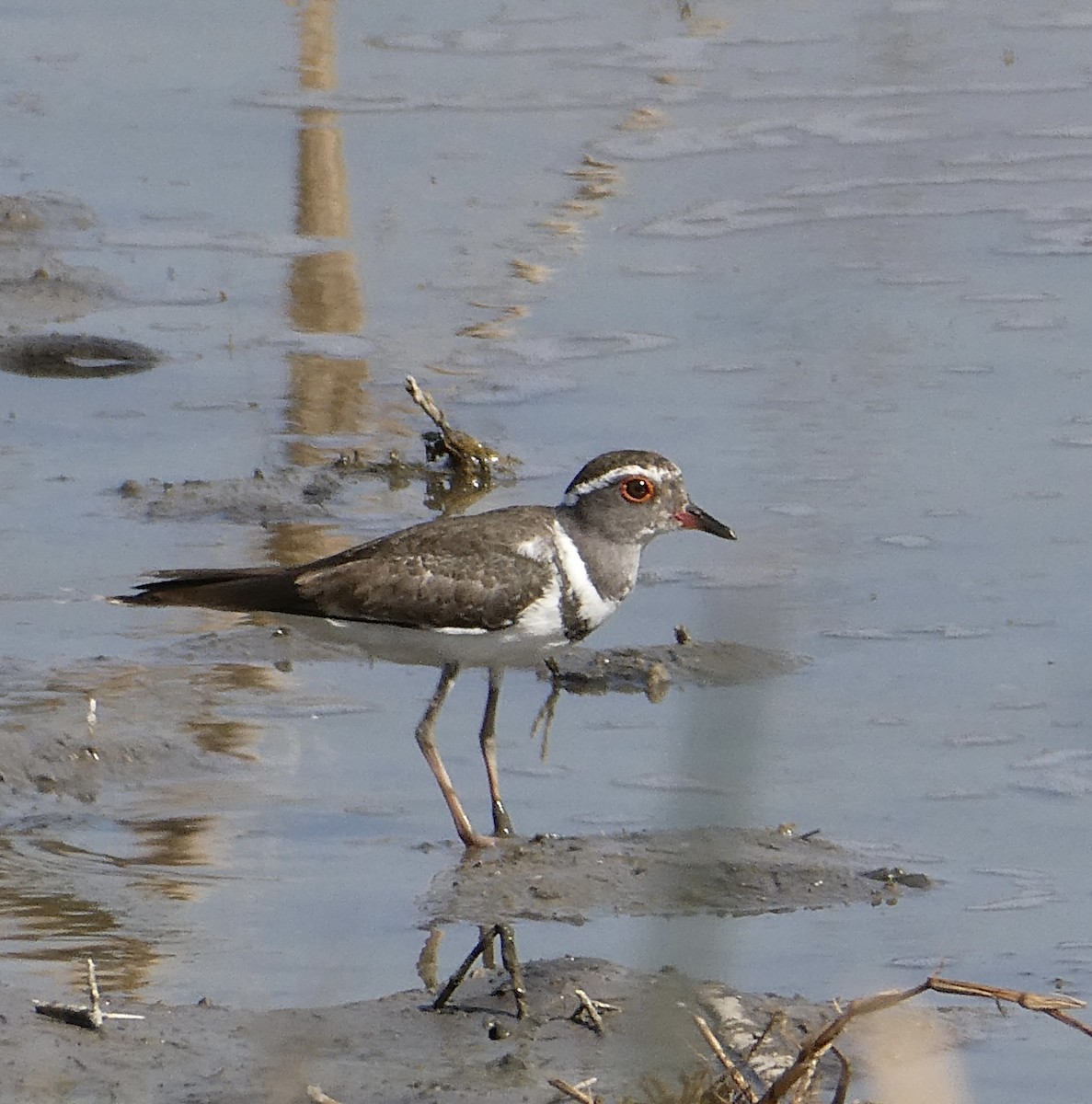 Three-banded Plover (Madagascar) - ML644203125