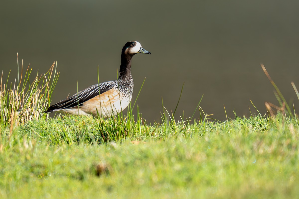 Chiloe Wigeon - ML644203127