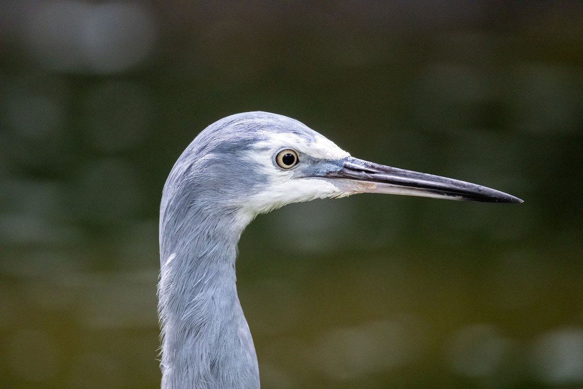 Aigrette à face blanche - ML644203130