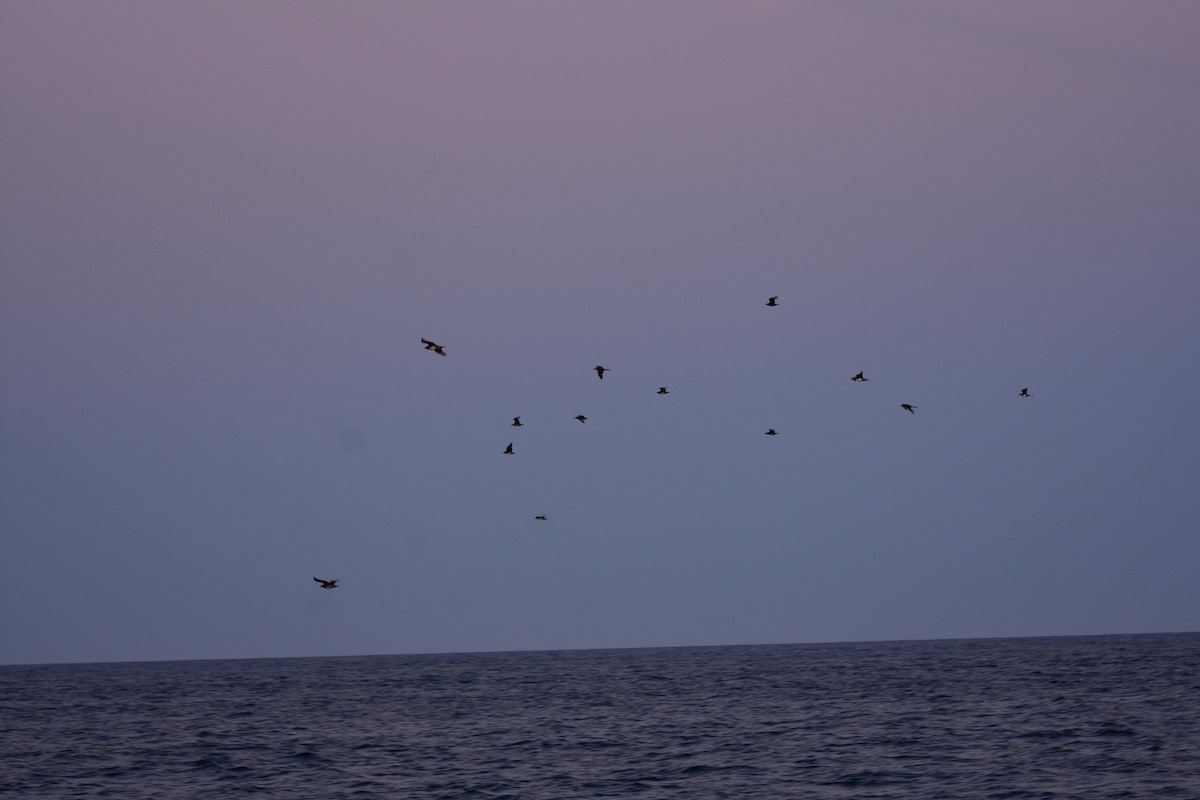 Pomarine Jaeger - ML644203141