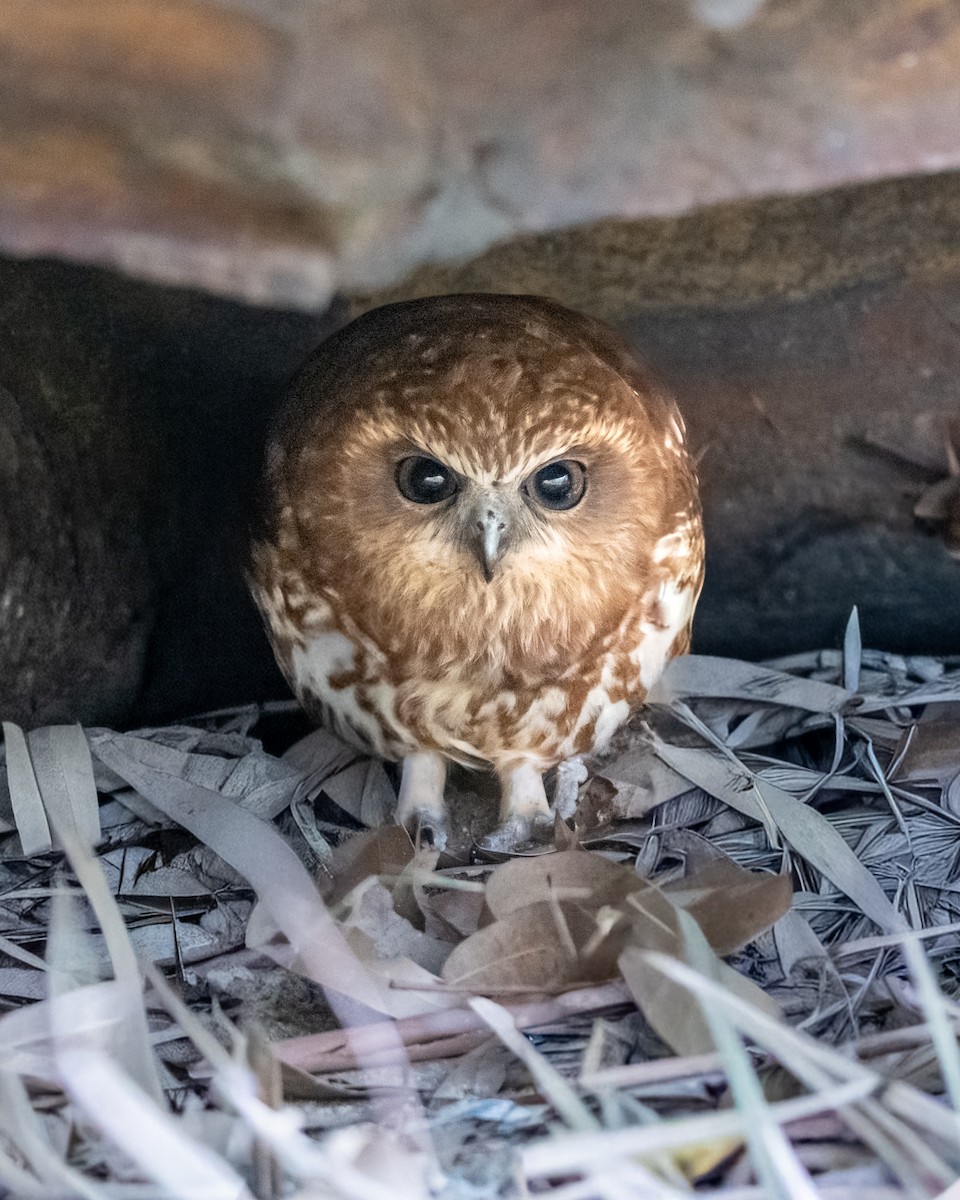 Australian Boobook - ML644203144