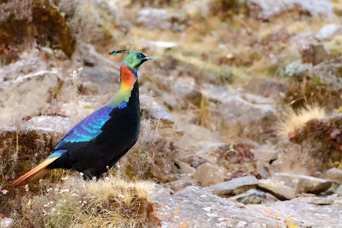 ニジキジ - ML644203145