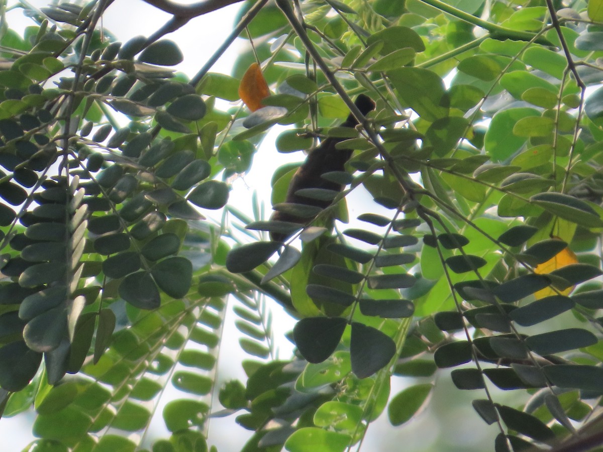 Purple Sunbird - ML644203147