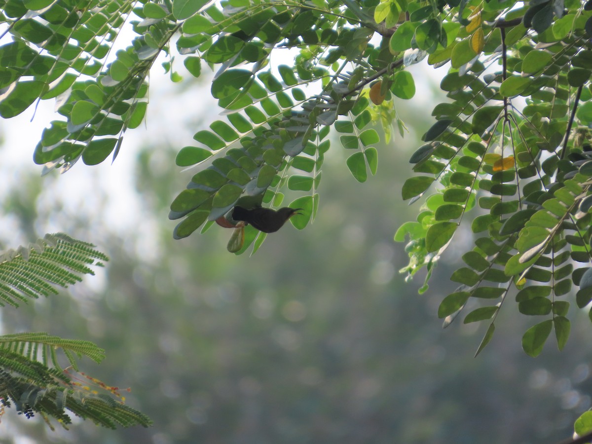Purple Sunbird - ML644203149