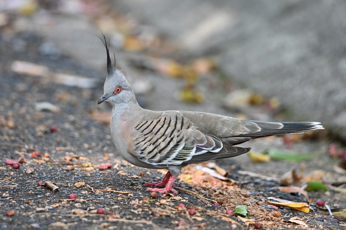 Spitzschopftaube - ML644203176