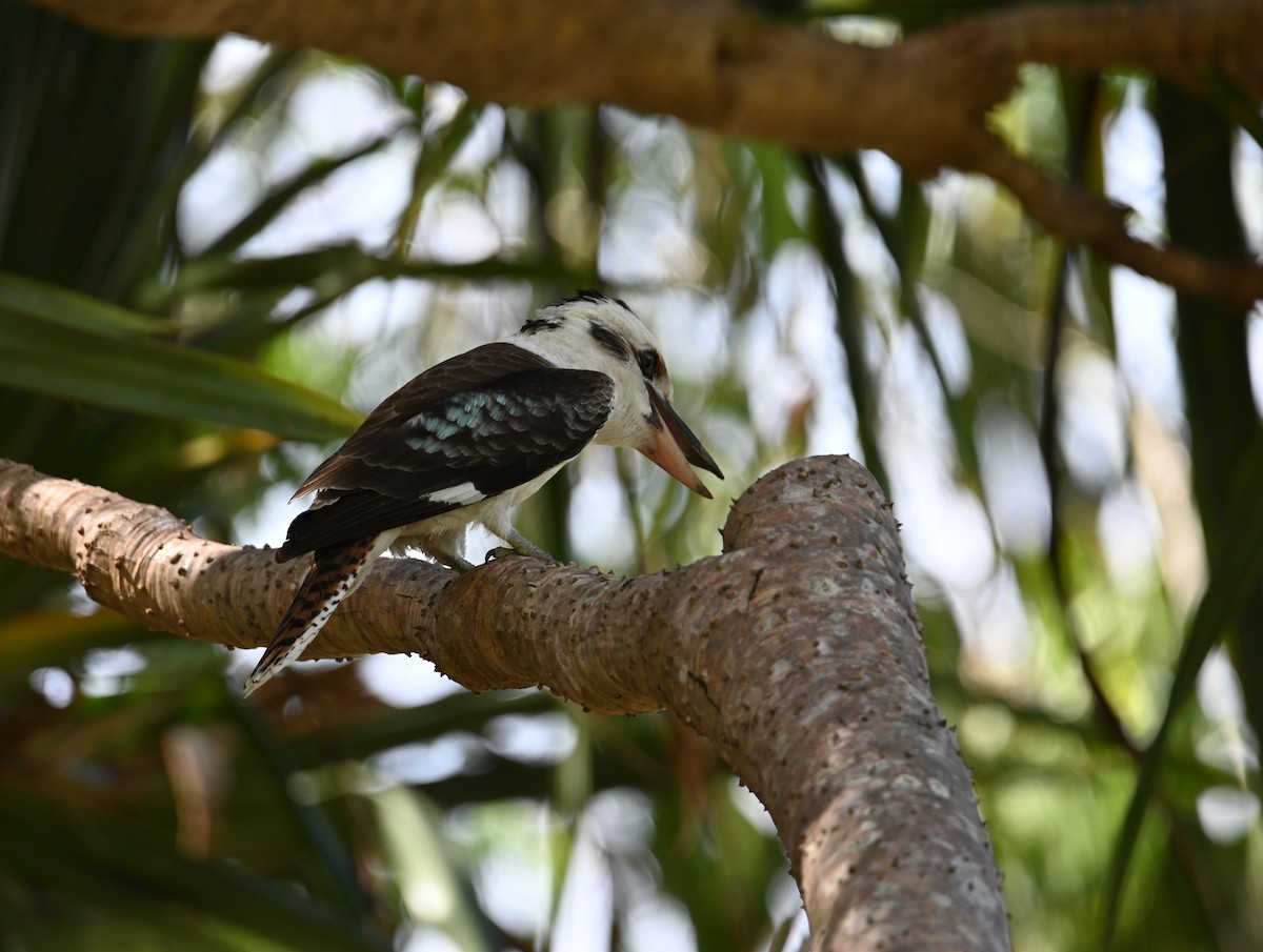 Laughing Kookaburra - ML644203177