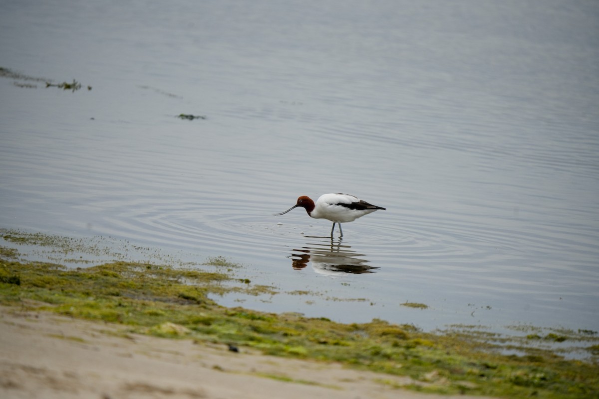 Red-necked Avocet - ML644203183