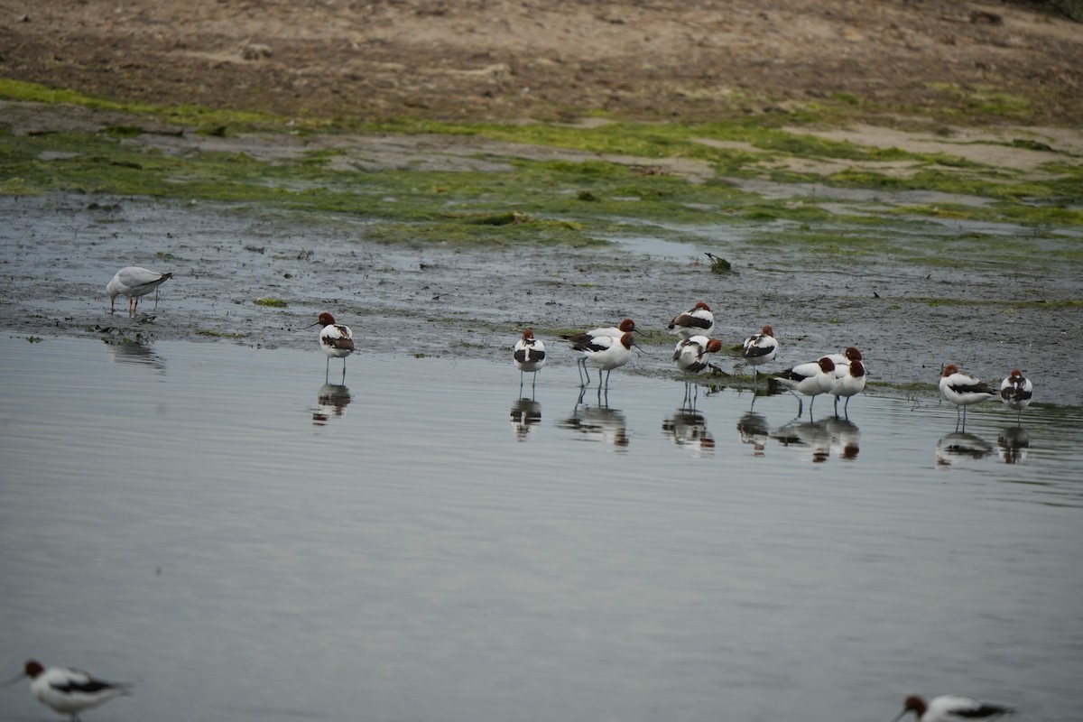 Red-necked Avocet - ML644203184