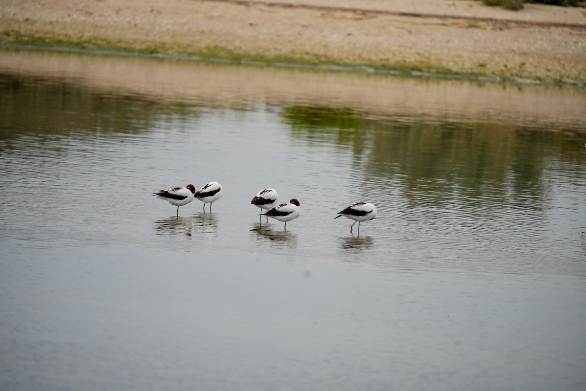 Red-necked Avocet - ML644203185
