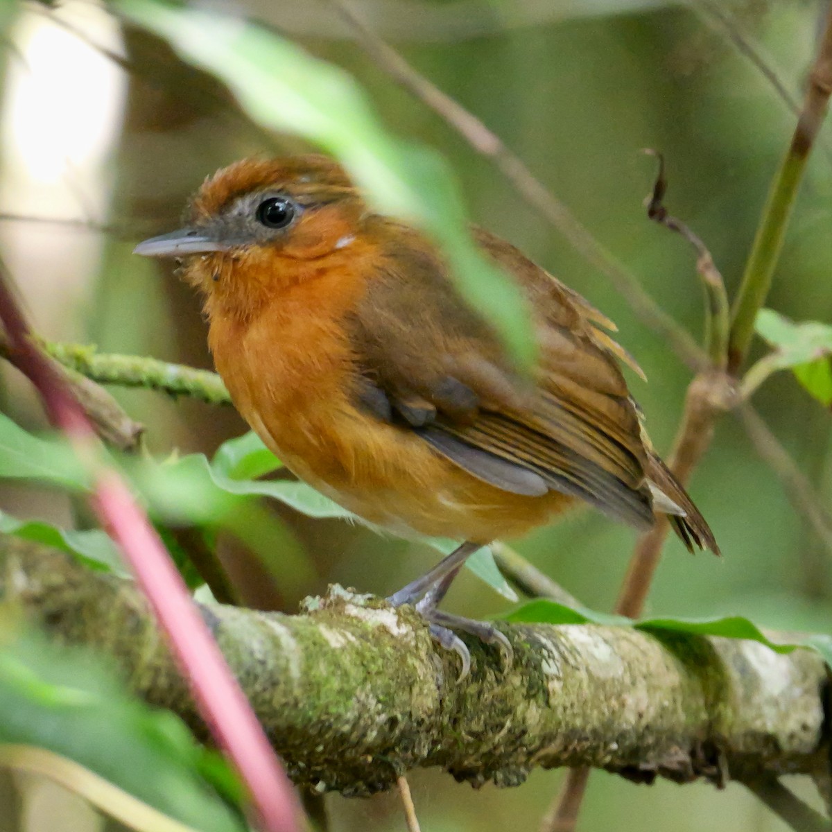 Ceara Gnateater - ML644203192