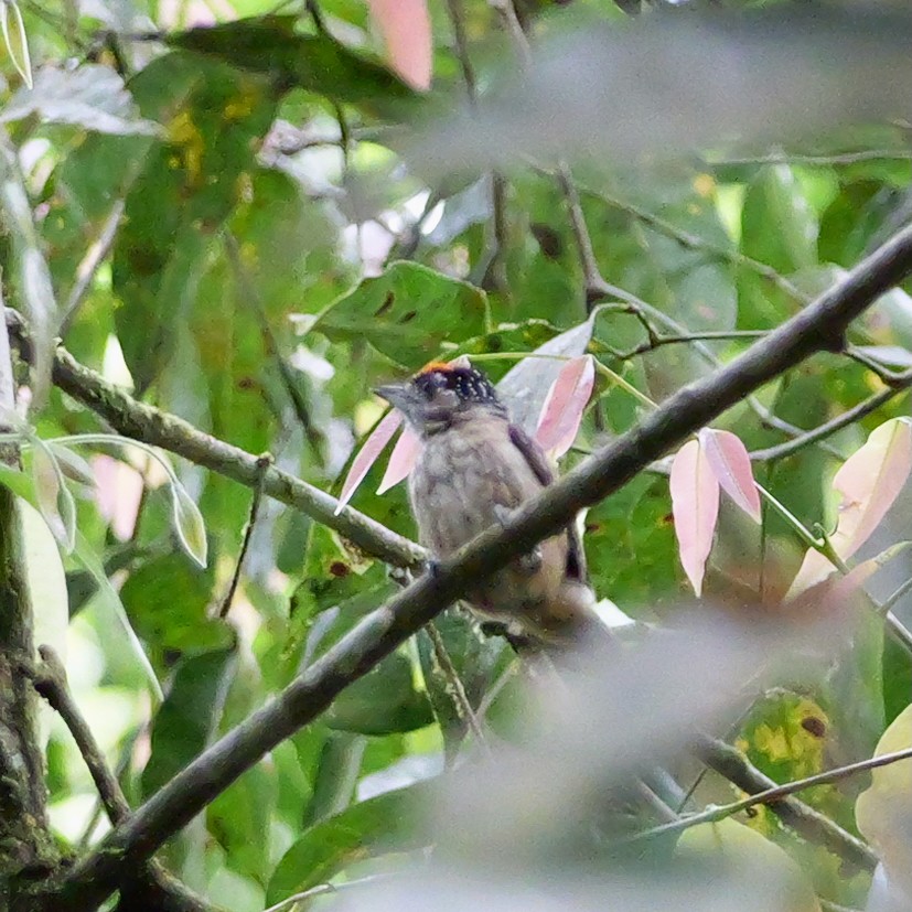 brunkinnpikulett - ML644203193