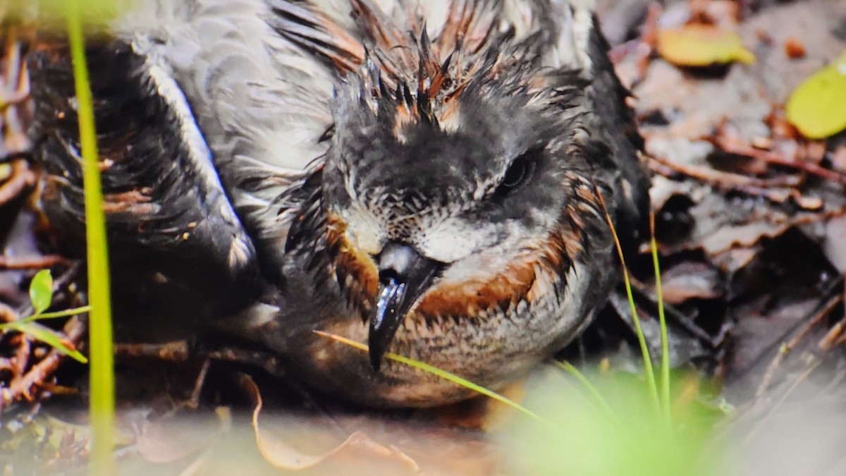 Mottled Petrel - ML644203194