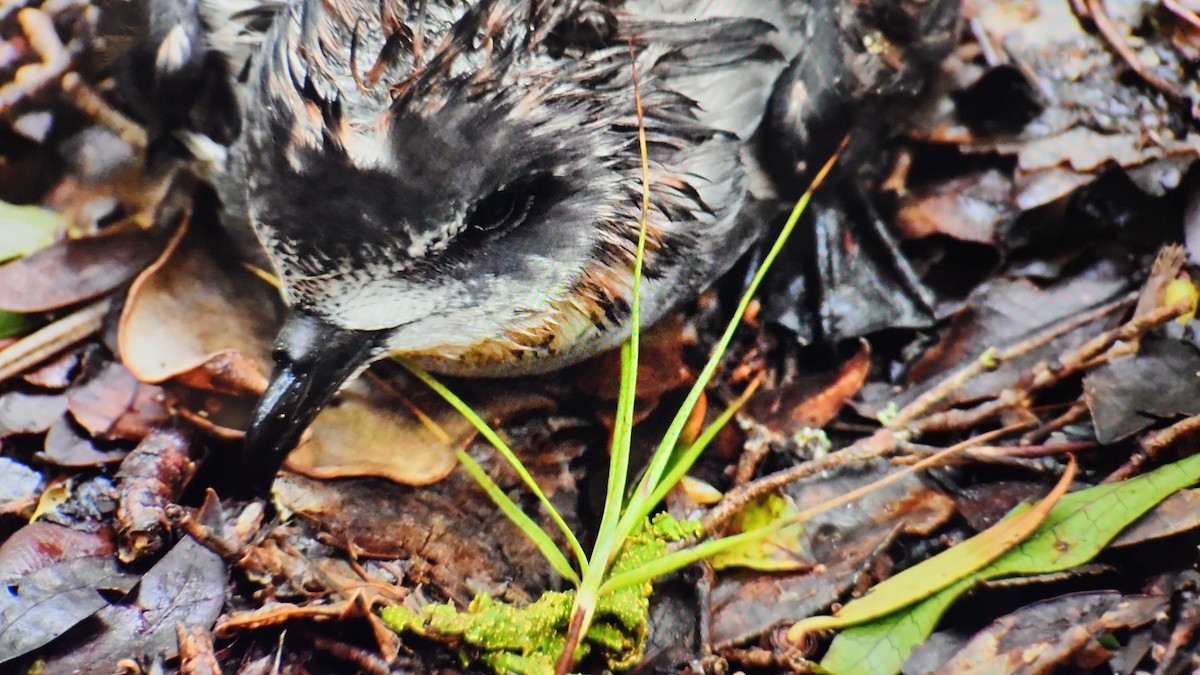 Mottled Petrel - ML644203203