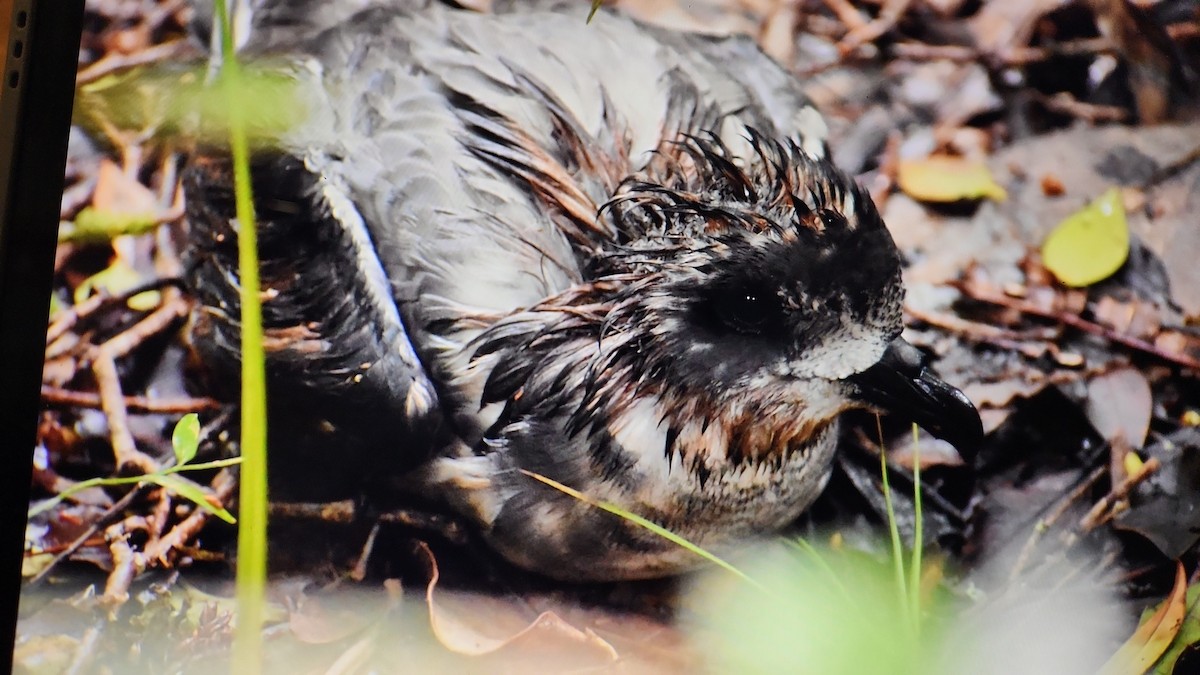 Mottled Petrel - ML644203204