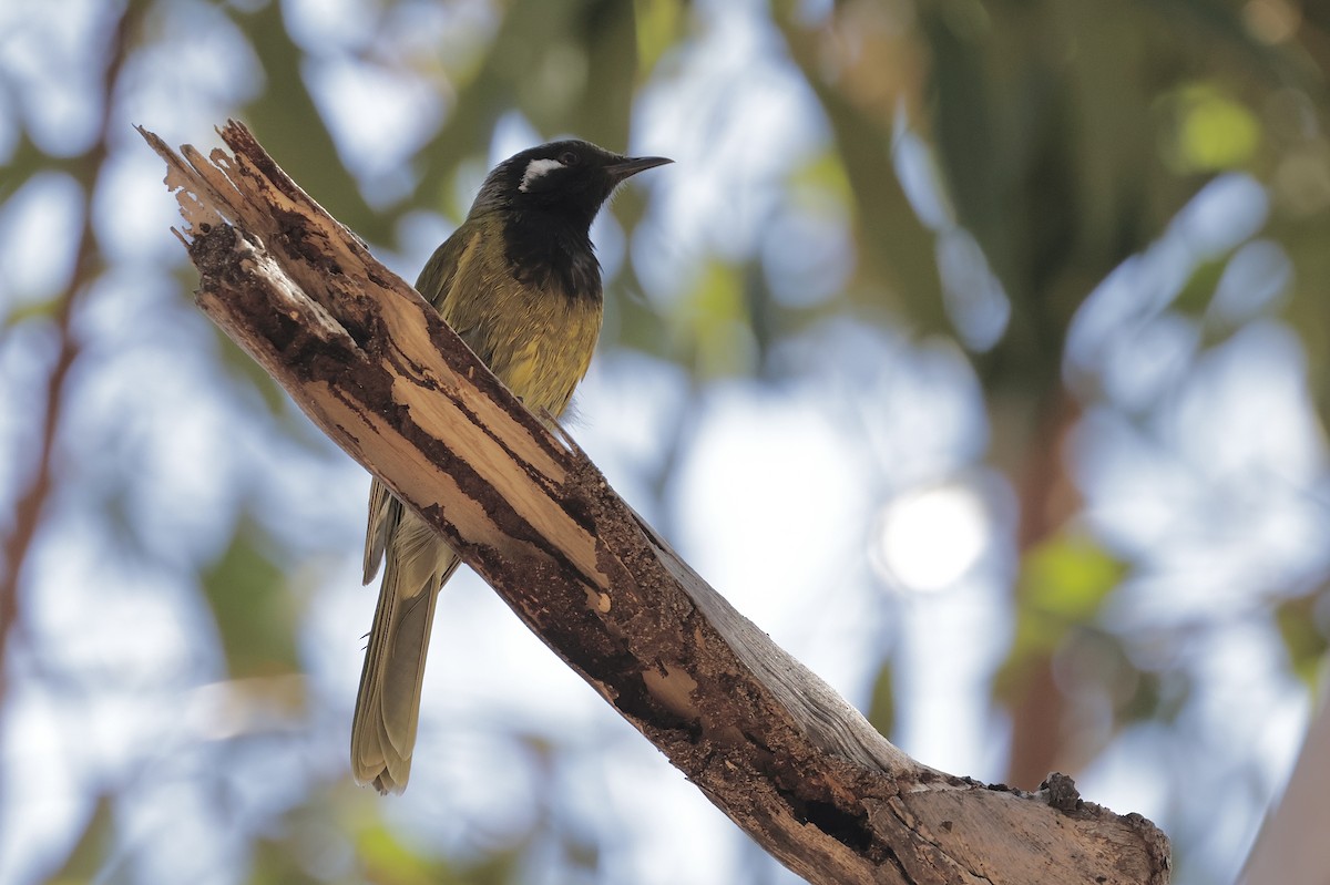 Méliphage leucotique - ML644203218