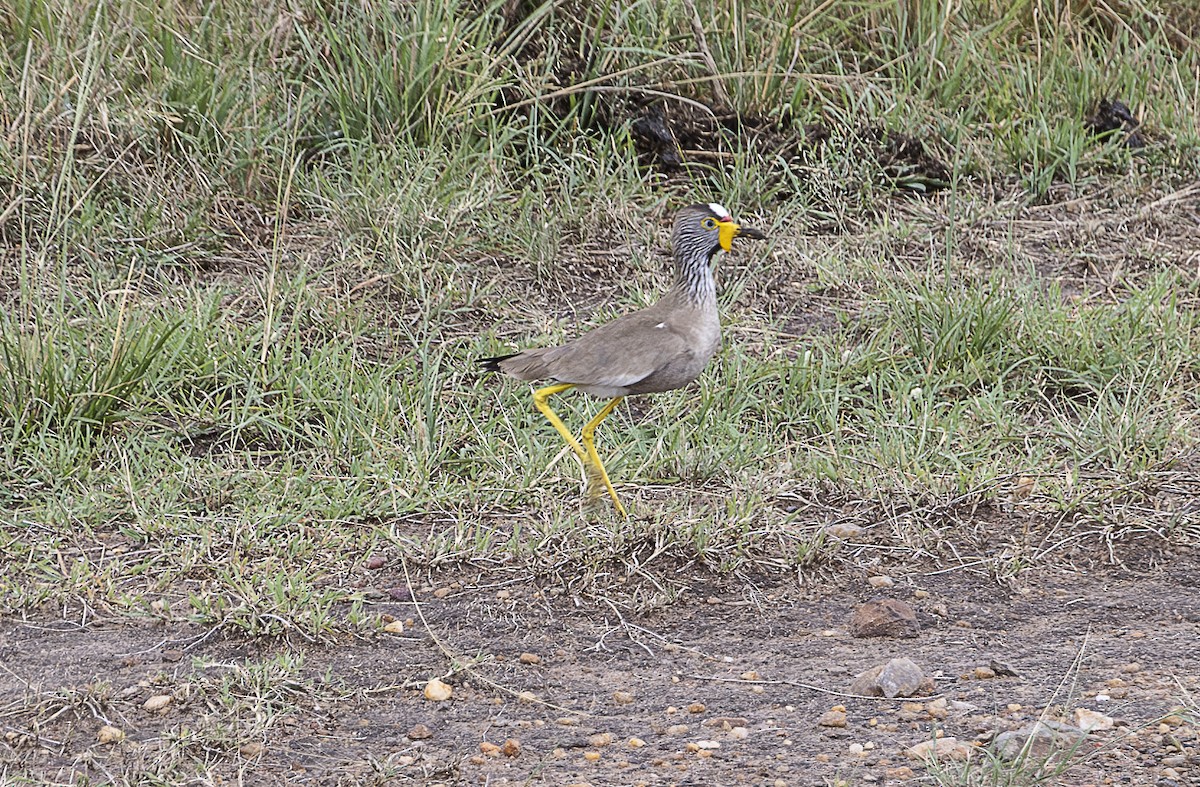 Wattled Lapwing - ML644203236