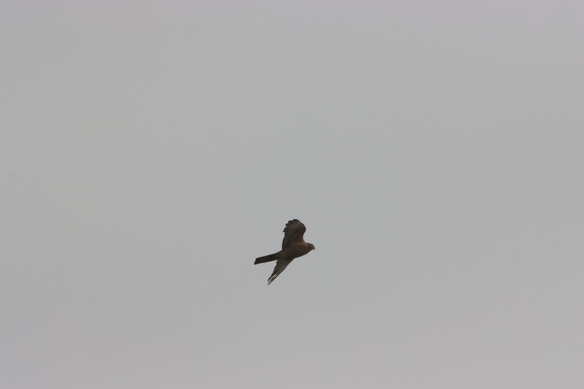 Épervier à collier roux - ML644203247