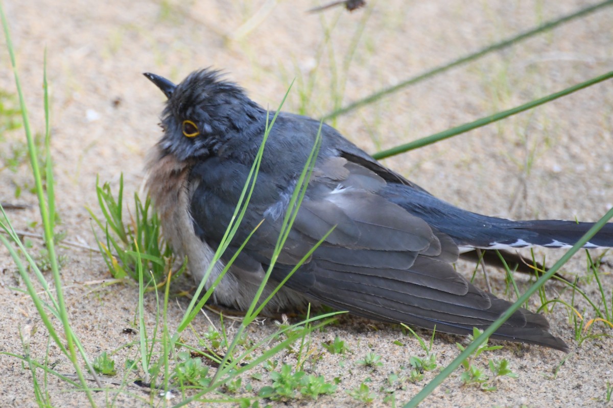 Fan-tailed Cuckoo - ML644203282