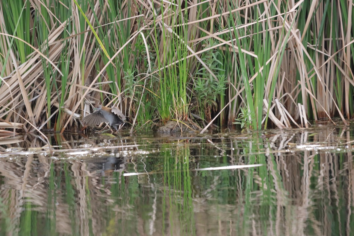 Оодон түнжүүр - ML644203283