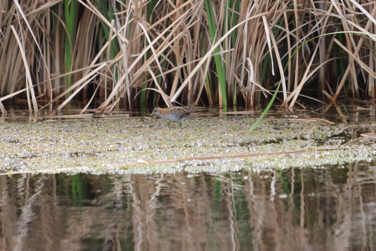 Оодон түнжүүр - ML644203284