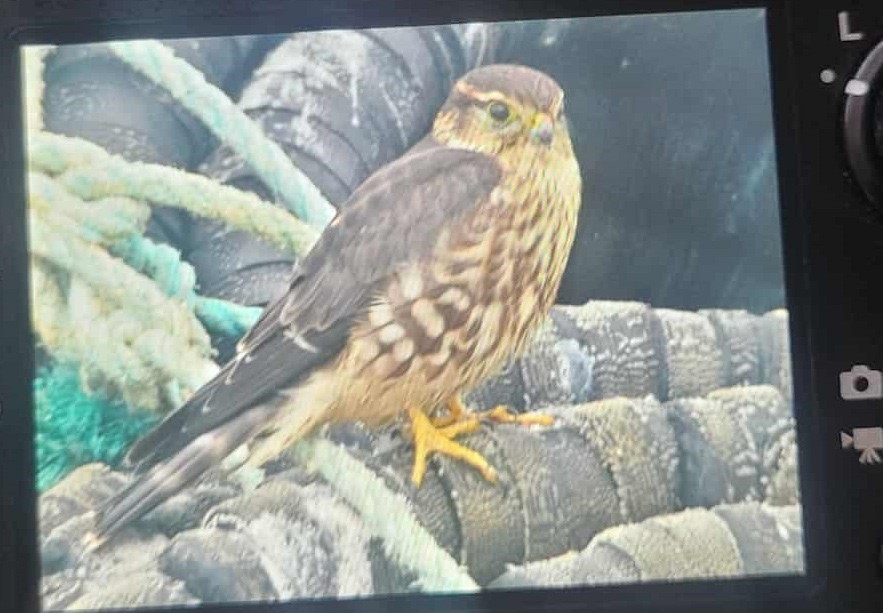 Merlin - ML644203285