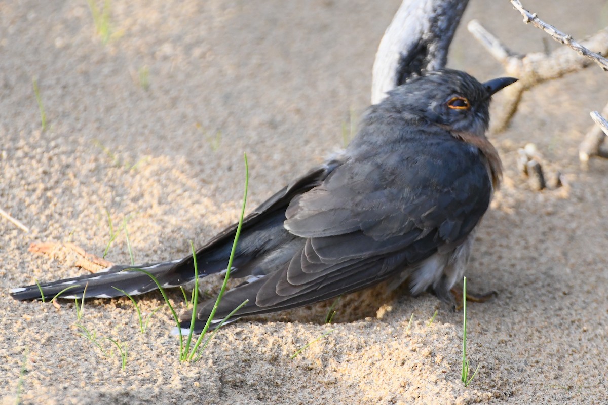 Fan-tailed Cuckoo - ML644203288
