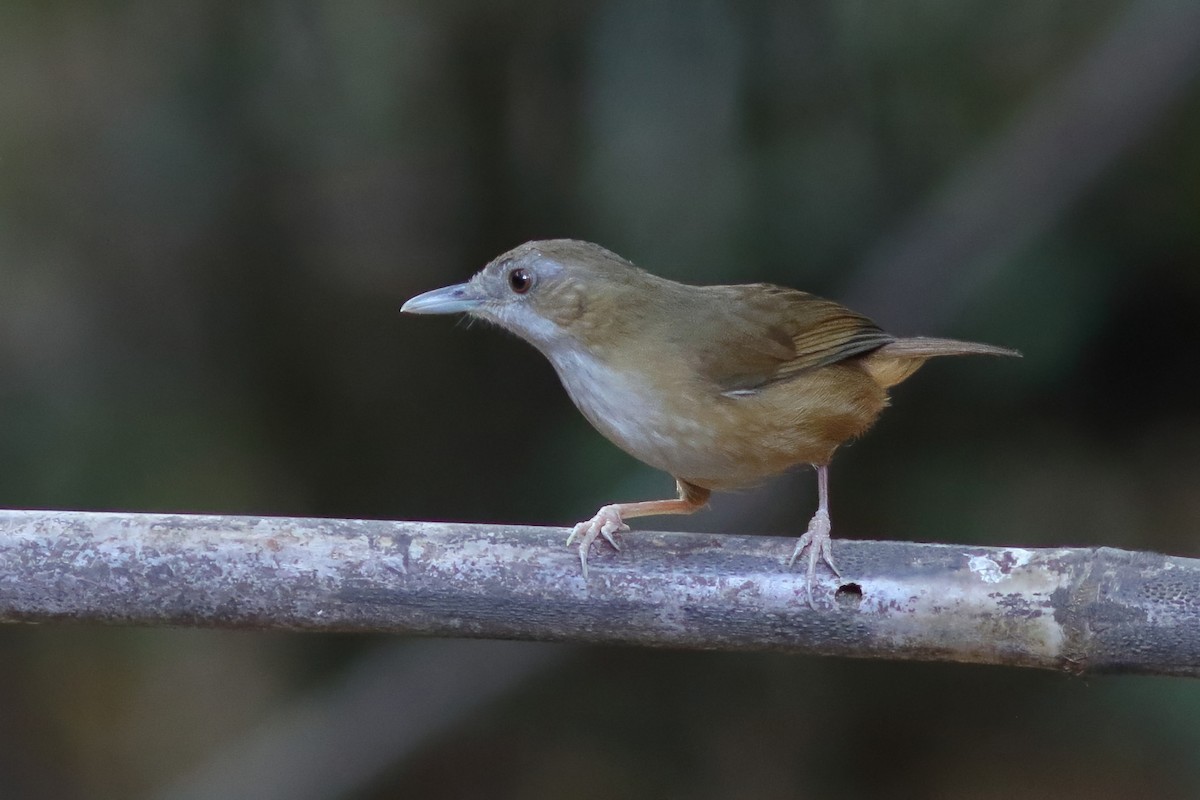 Abbott's Babbler - ML644203291