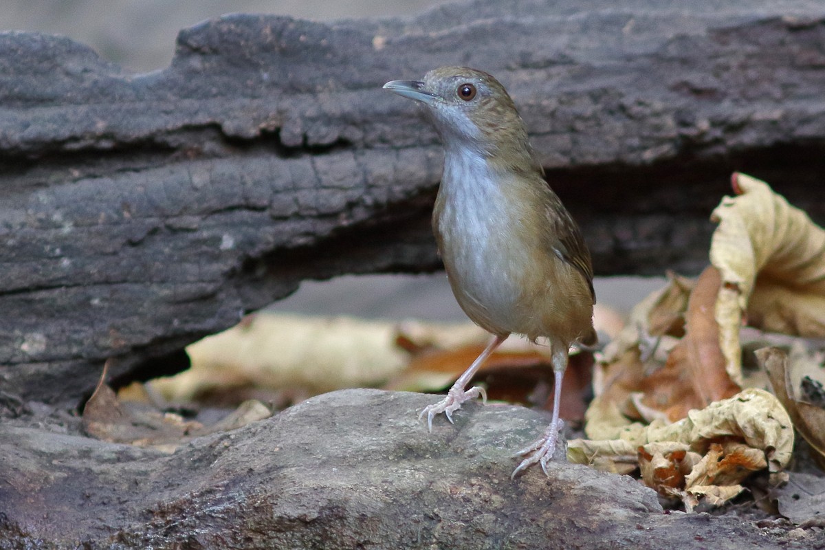 Abbott's Babbler - ML644203292