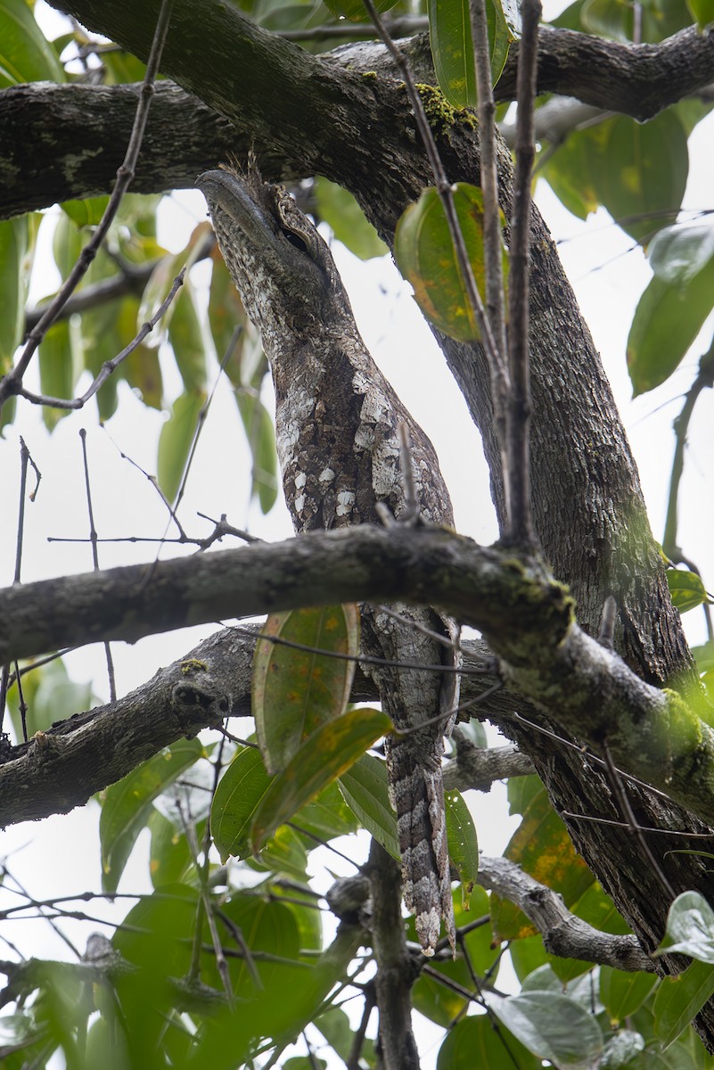 チャイロガマグチヨタカ - ML644203293