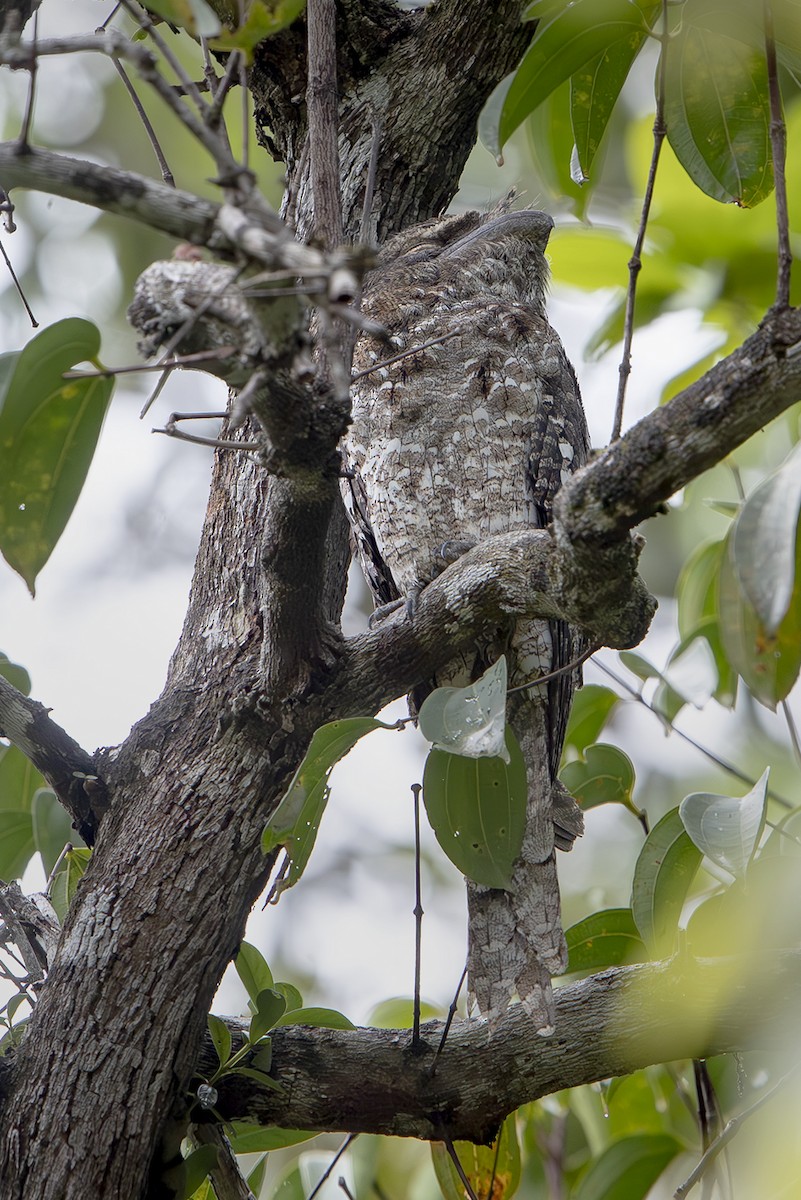 チャイロガマグチヨタカ - ML644203294