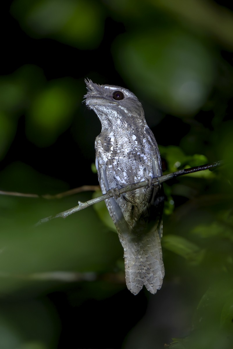 チャイロガマグチヨタカ - ML644203295