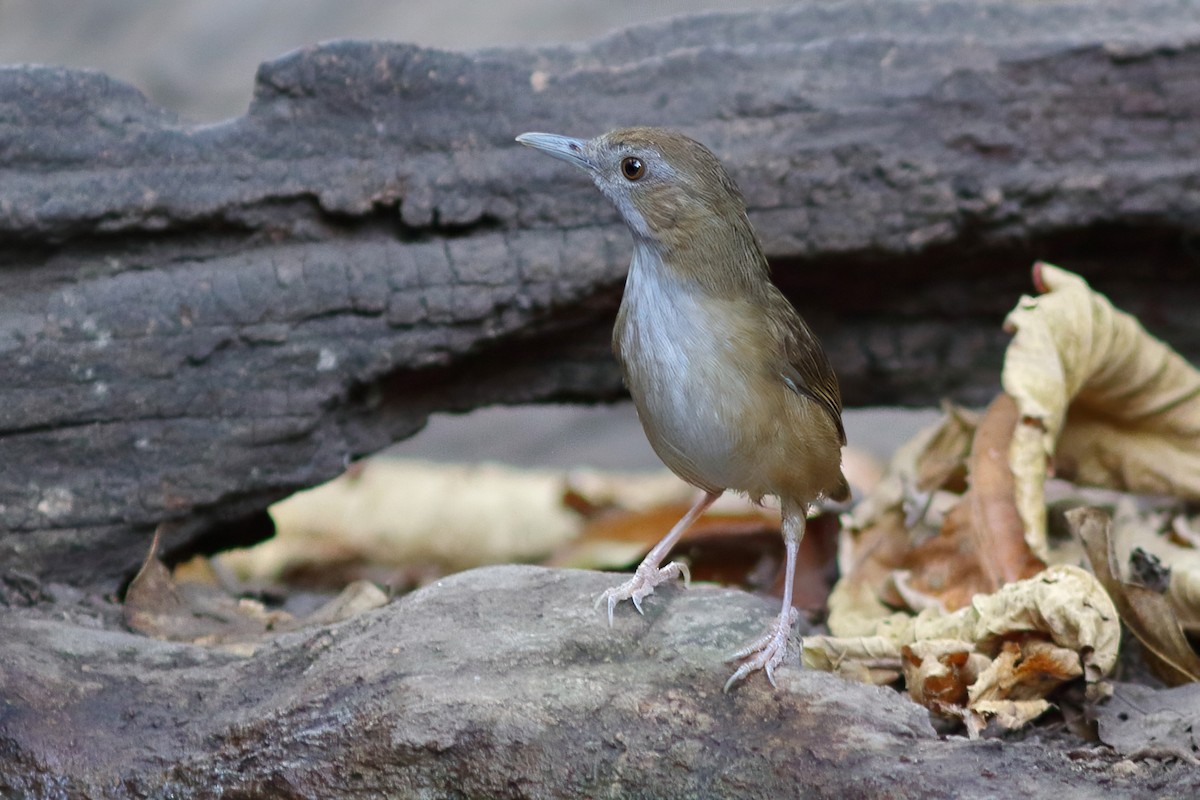 Abbott's Babbler - ML644203296