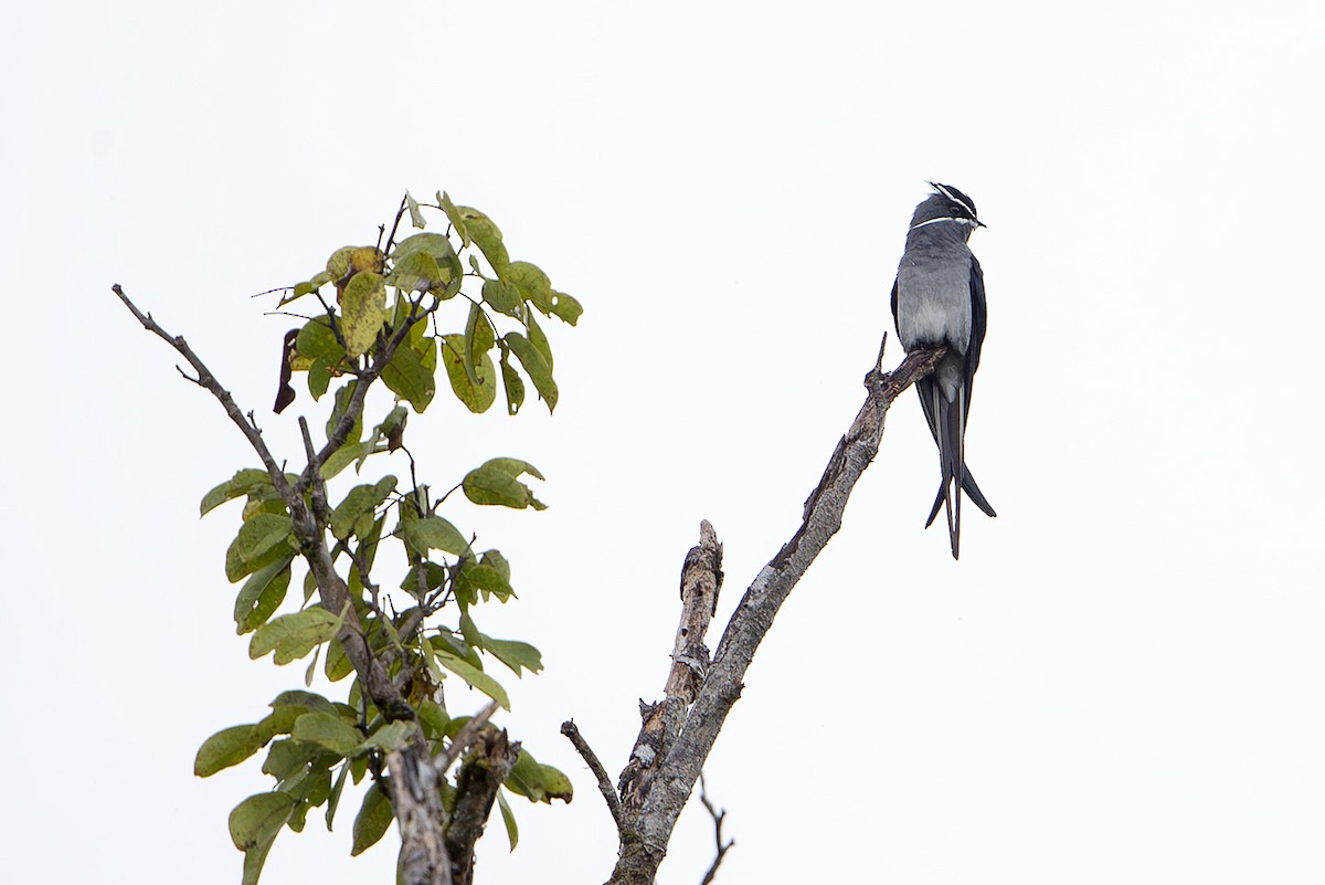 Moustached Treeswift - ML644203301