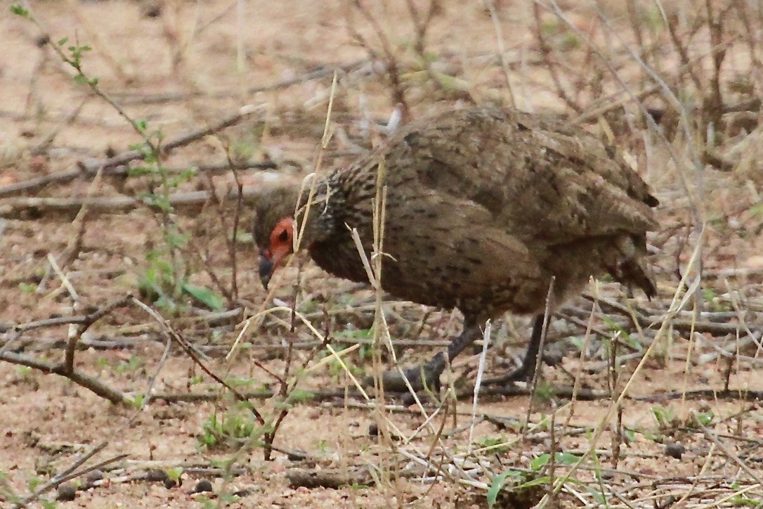 Dere Turacı - ML644203302