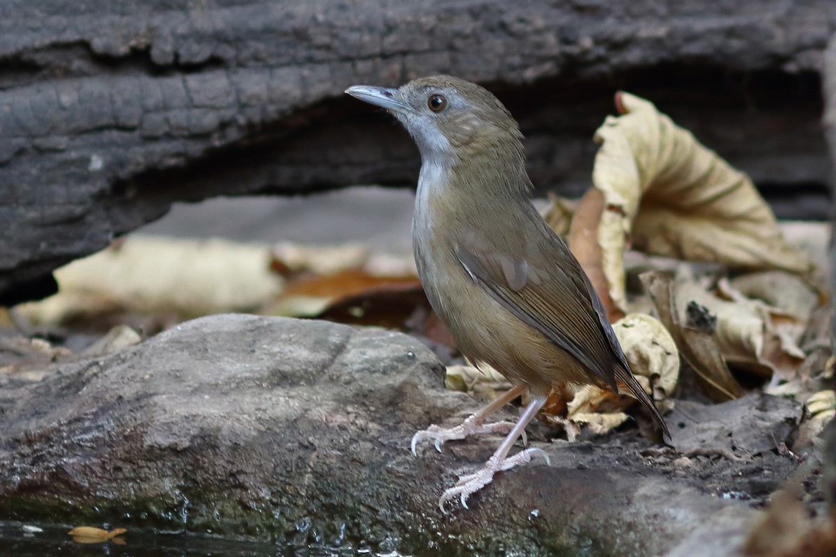 Abbott's Babbler - ML644203304