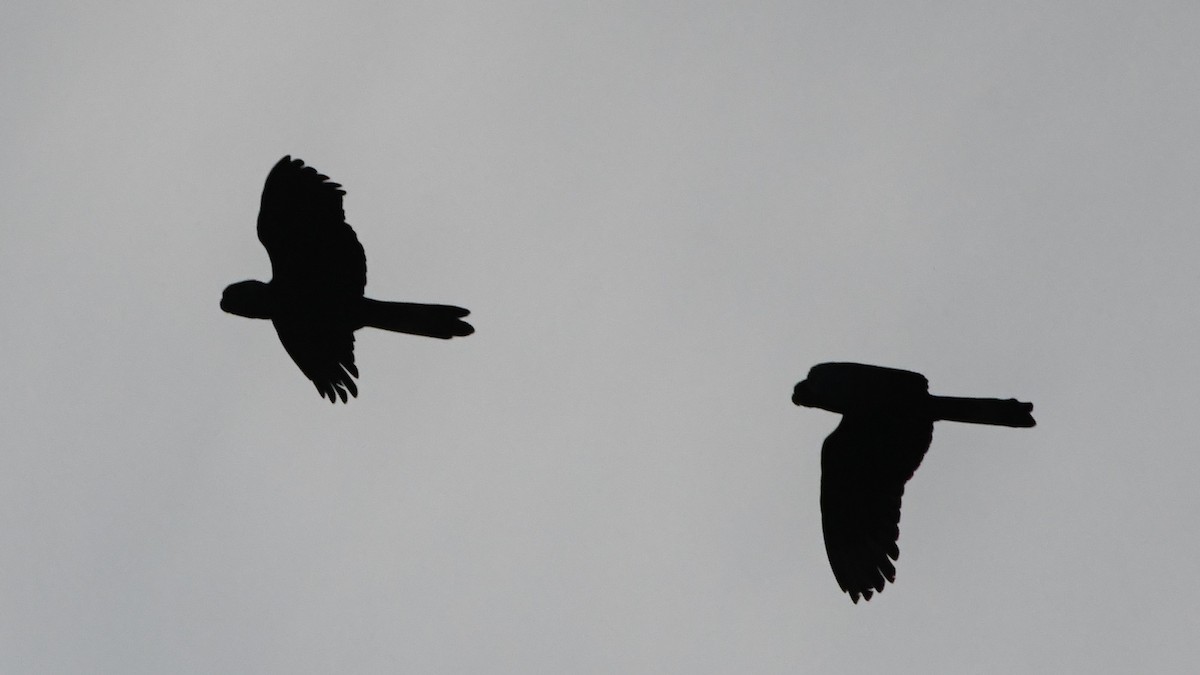 Yellow-tailed Black-Cockatoo - ML644203308