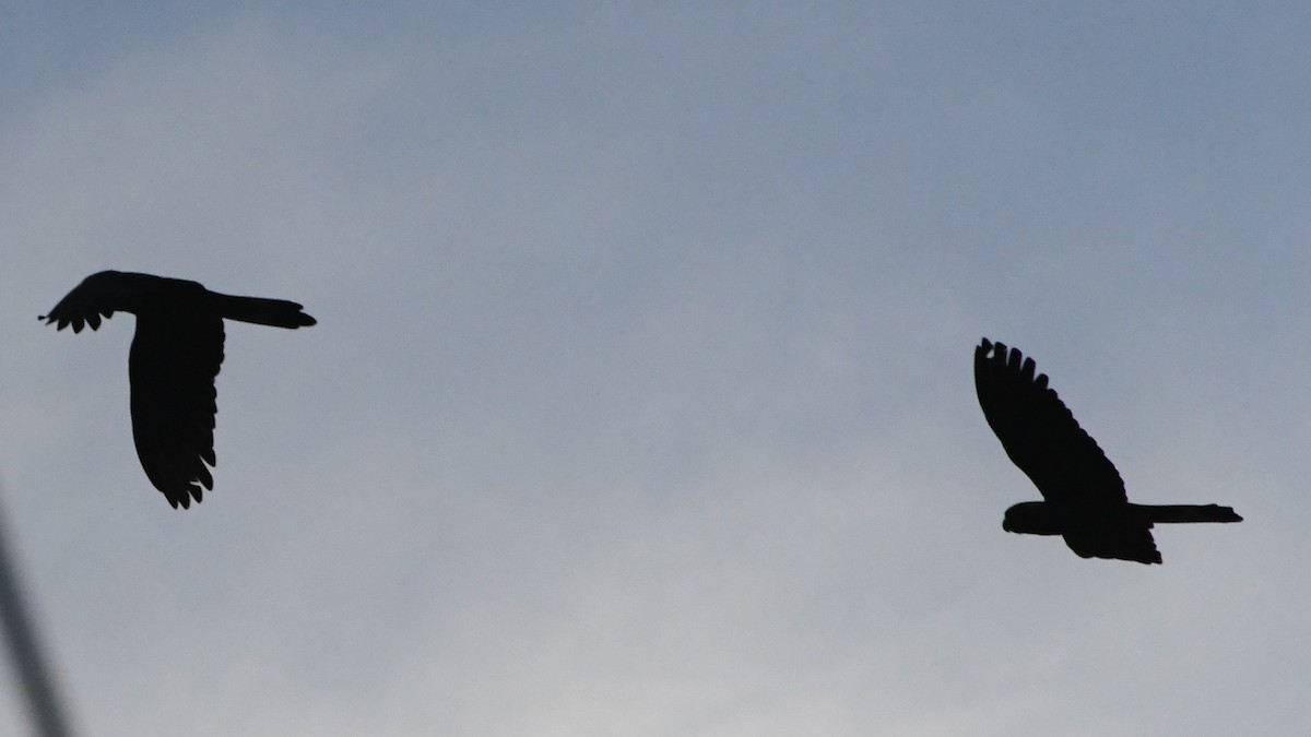 Yellow-tailed Black-Cockatoo - ML644203310