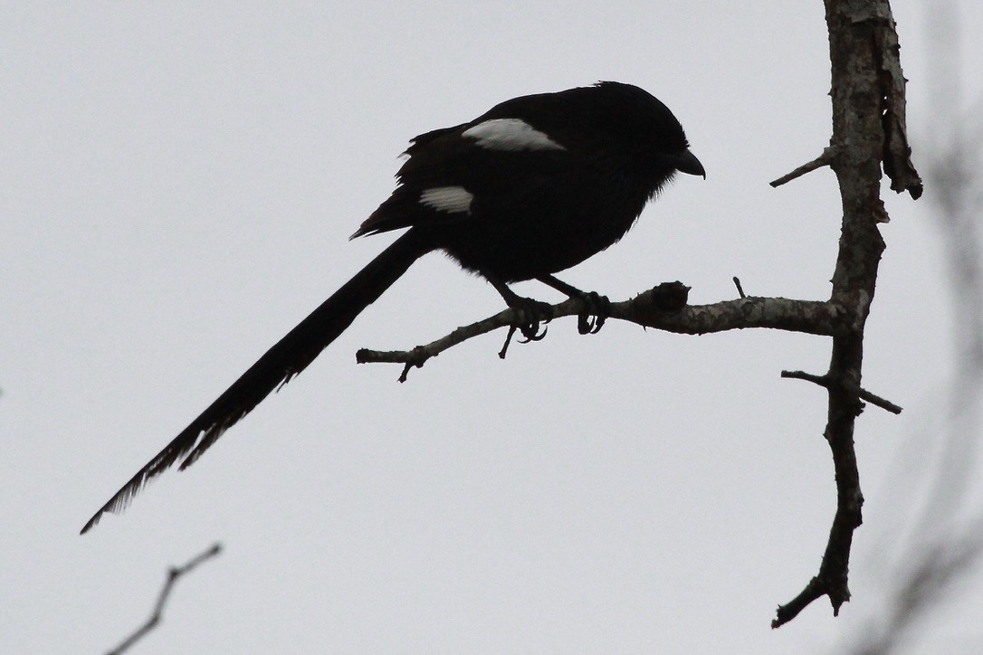 Magpie Shrike - Bonnie Duman