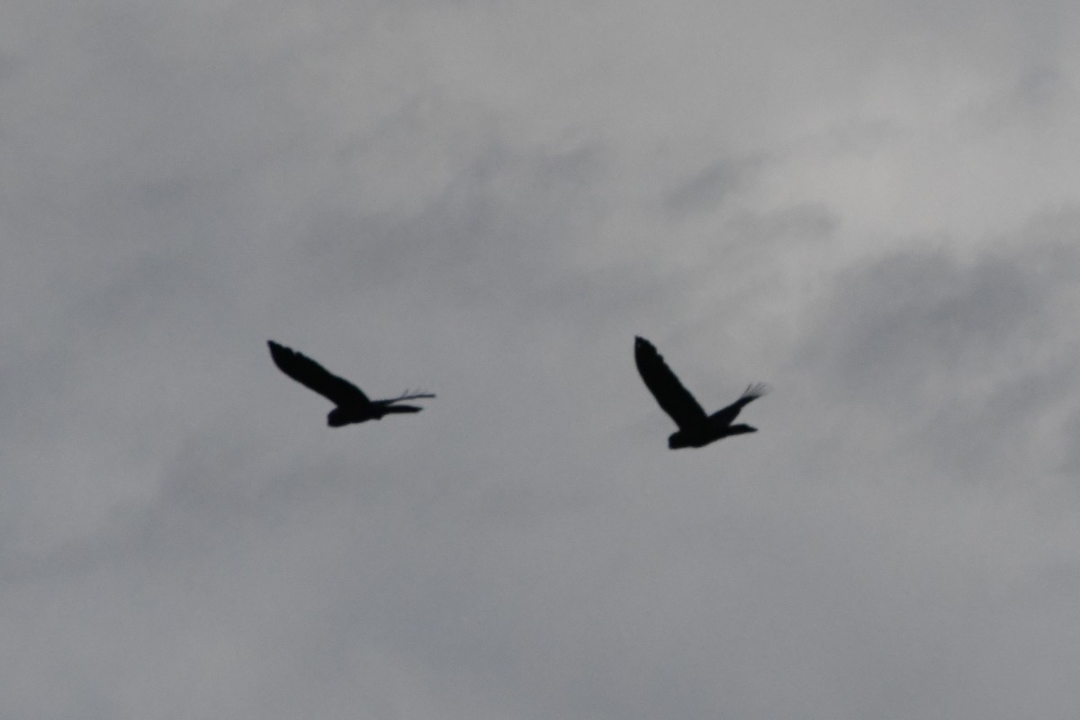 Yellow-tailed Black-Cockatoo - ML644203315