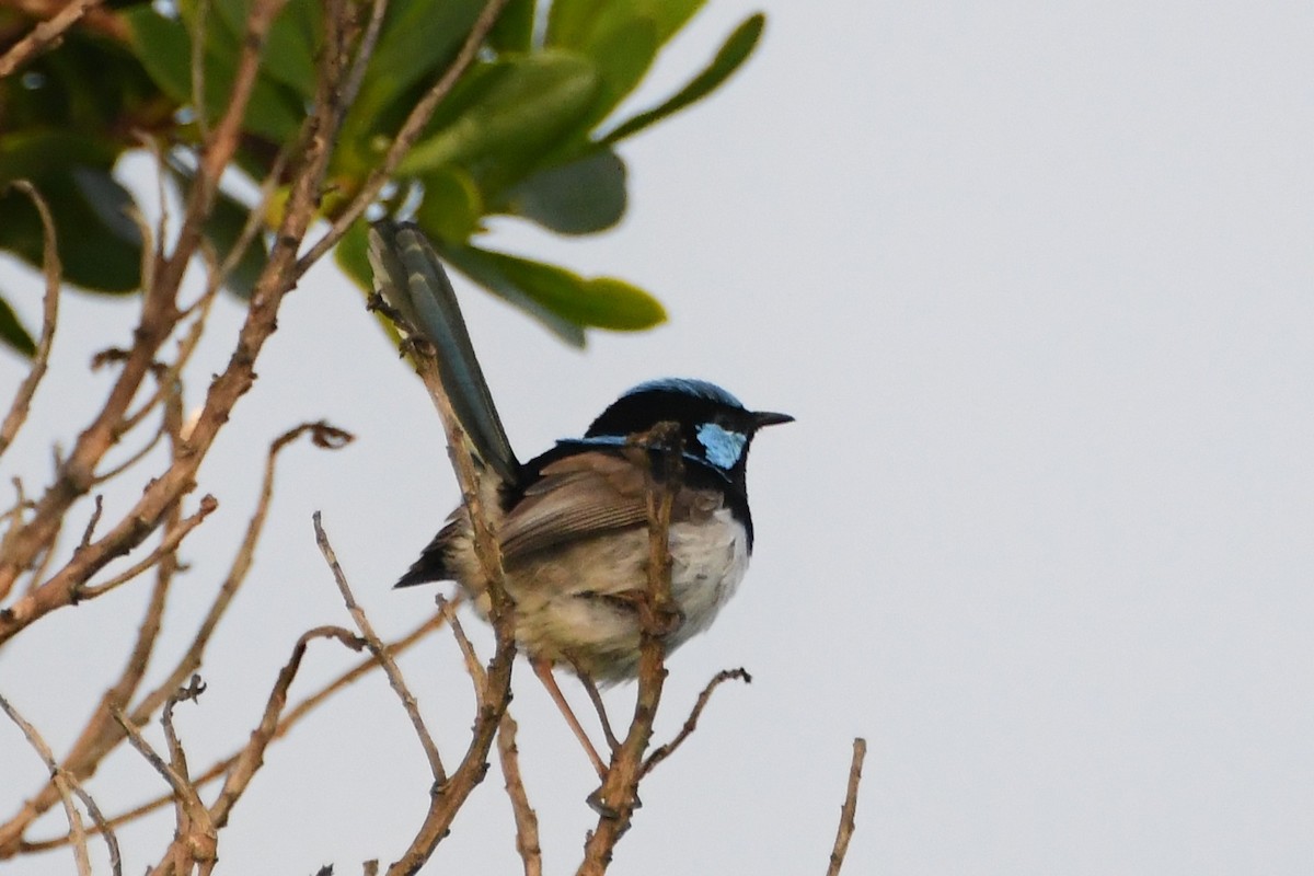 Superb Fairywren - ML644203325