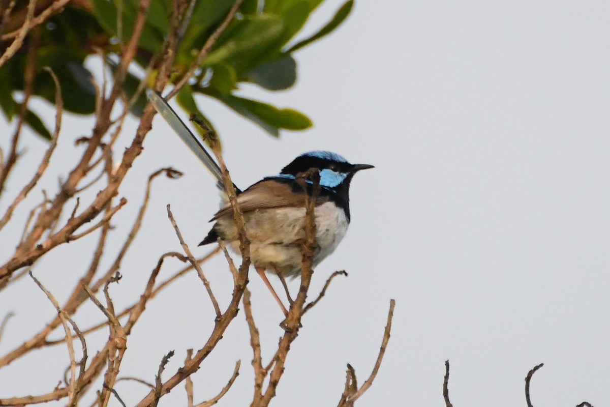 Superb Fairywren - ML644203326