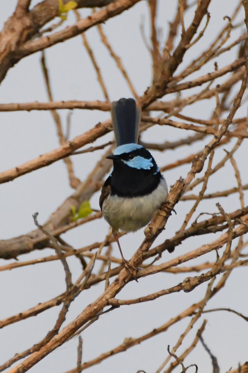 Superb Fairywren - ML644203329