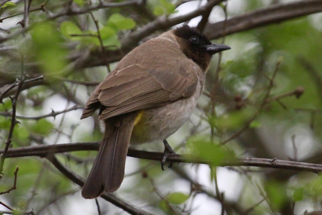 Bulbul des jardins - ML644203330